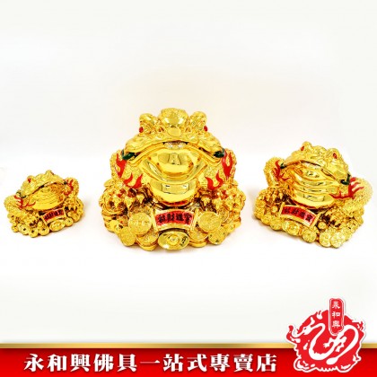 殿金蟾蜍- Temple Golden Toad